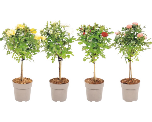 Mélange de roses hauteur du tronc environ 40 cm Ø 15 cm pot