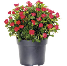 Rose « Zepeti » h env. 20 cm Co, 2 L Busch