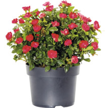 Rose 'Zepeti' ® H 30-40 cm Co 6 l