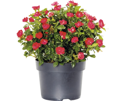 Rose 'Zepeti' ® H 30-40 cm Co 6 l