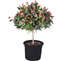 Rosier 'Zepeti' hauteur de tige env. 50 cm Co 6 l