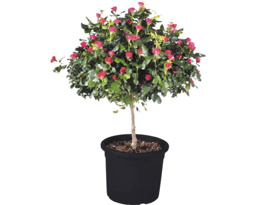 Rosier 'Zepeti' hauteur de tige env. 50 cm Co 6 l