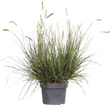 Herbe aux écouvillons FloraSelf Pennisetum diff. variétés Co 3 l