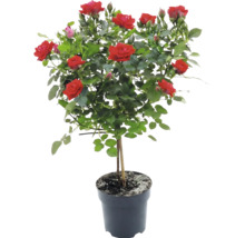 Rose FloraSelf Rosa H env. 30-40 cm Co 3 l, différentes variétés