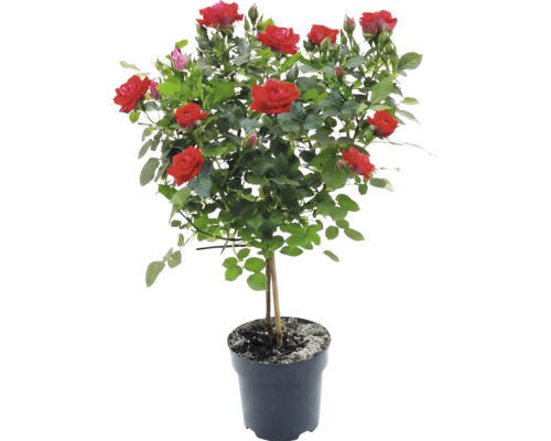 Rose FloraSelf Rosa H env. 30-40 cm Co 3 l, différentes variétés