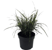 Roseau de Chine nain FloraSelf Miscanthus sinensis 'Strictus Dwarf' h 10-100 cm Co 6 l