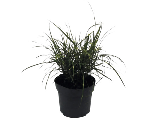 Zwerg-Chinaschilf Zebragras FloraSelf Miscanthus sinensis 'Strictus Dwarf' H 10-100 cm T 14 cm