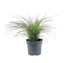 Roseau de Chine nain FloraSelf Miscanthus sinensis 'Cute One' h 10-30 cm Co 3 l