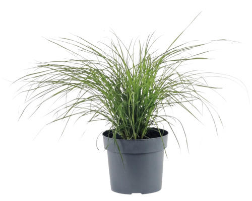 Zwerg-Chinaschilf FloraSelf Miscanthus sinensis 'Cute One' H 10-30 cm Co 3 L