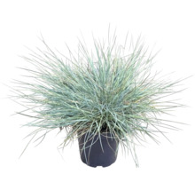 Fétuque FloraSelf Festuca glauca 'Cool As Ice' h 5-15 cm p 14 cm