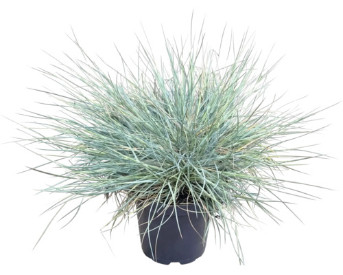 Fétuque FloraSelf Festuca glauca 'Cool As Ice' h 5-15 cm p 14 cm