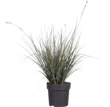 Garten-Segge FloraSelf Carex brunnea H 5-20 cm T 14 cm
