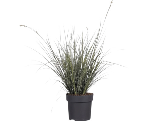 Garten-Segge FloraSelf Carex brunnea H 5-20 cm T 14 cm