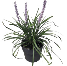 Liriope muscari 'Moneymaker' FloraSelf Co 2 l