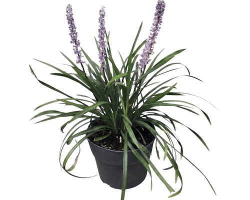 Liriope muscari 'Moneymaker' FloraSelf Co 2 l