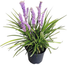 Liriope muscari 'Moneymaker' FloraSelf Co 2 l