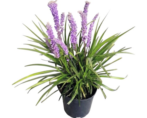 Liriope muscari 'Moneymaker' FloraSelf Co 2 l