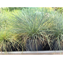 Fétuque bleue Festuca glauca dans un pot en plastique noir, graminée ornementale aux feuilles fines bleu-vert.