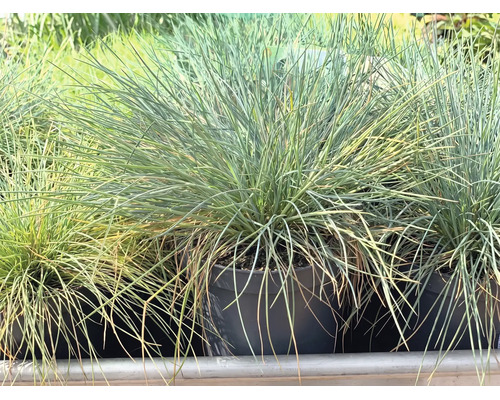 Fétuque bleue Festuca glauca dans un pot en plastique noir, graminée ornementale aux feuilles fines bleu-vert.