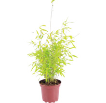 Bambou de jardin en boule Fargesia nitida Volcano h 30-40 cm Co 2 l