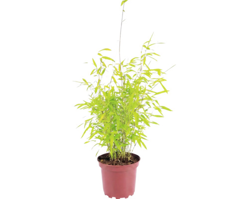 Bambou de jardin en boule Fargesia nitida Volcano h 30-40 cm Co 2 l