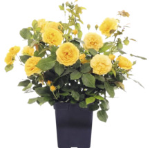 Rosier à massif 'Absolutely Fabulous' FloraSelf Co 3 l fleurs doubles