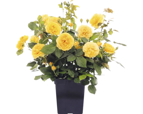 Rosier à massif 'Absolutely Fabulous' FloraSelf Co 3 l fleurs doubles