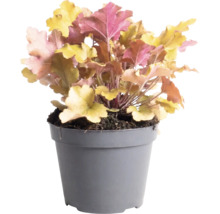 Heuchère Heuchera 'Indian Summer Orange' h 5-20 cm Co 1,5 l