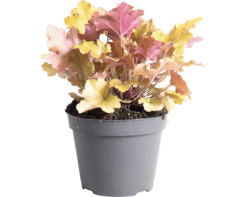 Heuchère Heuchera 'Indian Summer Orange' h 5-20 cm Co 1,5 l