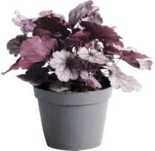 Heuchère Heuchera 'Indian Summer Silver' h 5-20 cm Co 1,5 l