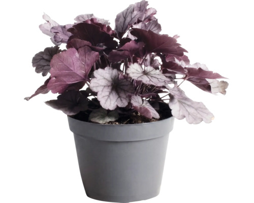 Heuchère Heuchera 'Indian Summer Silver' h 5-20 cm Co 1,5 l