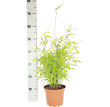 Bambou de jardin en boule Fargesia nitida Volcano h 30-40 cm Co 2 l