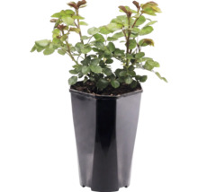 Rosier dans un pot en plastique noir haut avec des feuilles vertes et des épines.