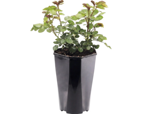 Rosier dans un pot en plastique noir haut avec des feuilles vertes et des épines.
