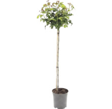 Arbuste sur tige avec feuillage vert dans un pot, soutenu par un tuteur en bambou.