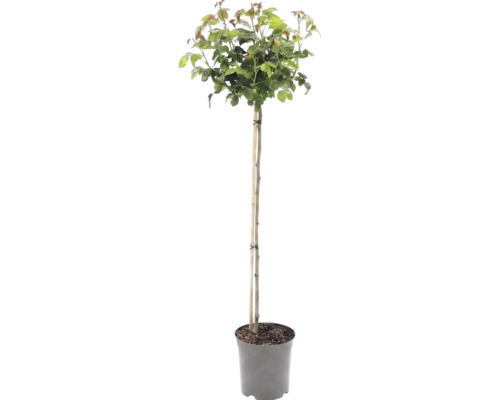 Arbuste sur tige avec feuillage vert dans un pot, soutenu par un tuteur en bambou.
