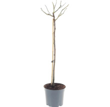 Rosier tige 'Hansestadt Rostock' FloraSelf hauteur de tige 90 cm Co 6,5 l