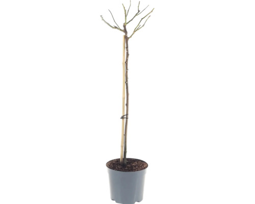 Rosenstock 'Hansestadt Rostock' FloraSelf Rosa 'Hansestadt Rostock' Stammhöhe 90 cm Co 6,5 L