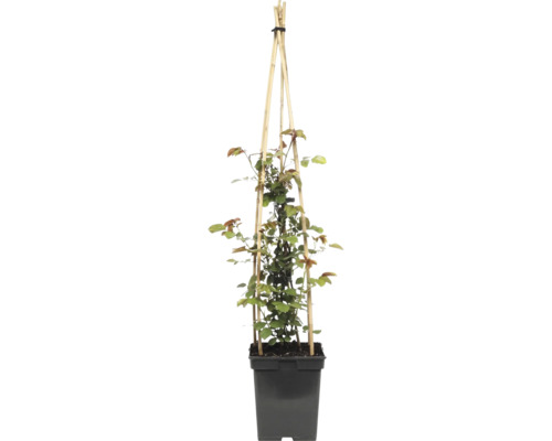 Rosier grimpant 'Grand Award' FloraSelf Rosa 'Grand Award' Co 5 L à floraison fréquente
