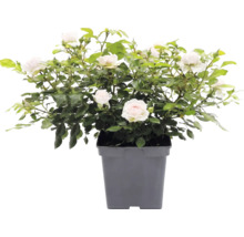 Rosier grimpant 'Grand Award' FloraSelf Rosa 'Grand Award' Co 5 L à floraison fréquente