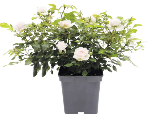 Rosier grimpant 'Grand Award' FloraSelf Rosa 'Grand Award' Co 5 L à floraison fréquente