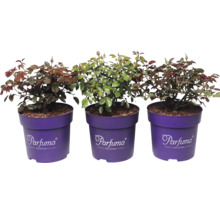 Trois rosiers Parfuma Collection dans des pots violets avec des feuilles vertes et des boutons floraux.