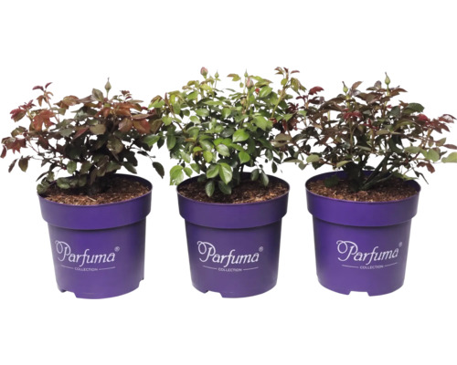 Trois rosiers Parfuma Collection dans des pots violets avec des feuilles vertes et des boutons floraux.