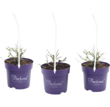 Trois jeunes plantes dans des pots violets de la collection Parfuma avec anses de transport.