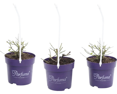 Trois jeunes plantes dans des pots violets de la collection Parfuma avec anses de transport.