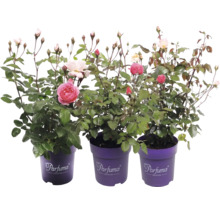 Trois rosiers en fleurs de la Parfuma Collection avec des boutons dans des pots violets avec Parfuma Collection Logo.