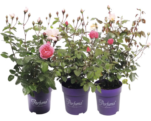 Trois rosiers en fleurs de la Parfuma Collection avec des boutons dans des pots violets avec Parfuma Collection Logo.