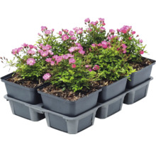 Lot de six rosiers couvre-sol aux fleurs roses dans des pots en plastique gris sur un plateau de transport.