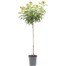 Rosier sur tige avec des fleurs de couleur abricot dans un pot en plastique.