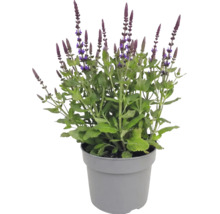 Sauge des bois en pot avec des feuilles vertes et des épis de fleurs violettes dressés.